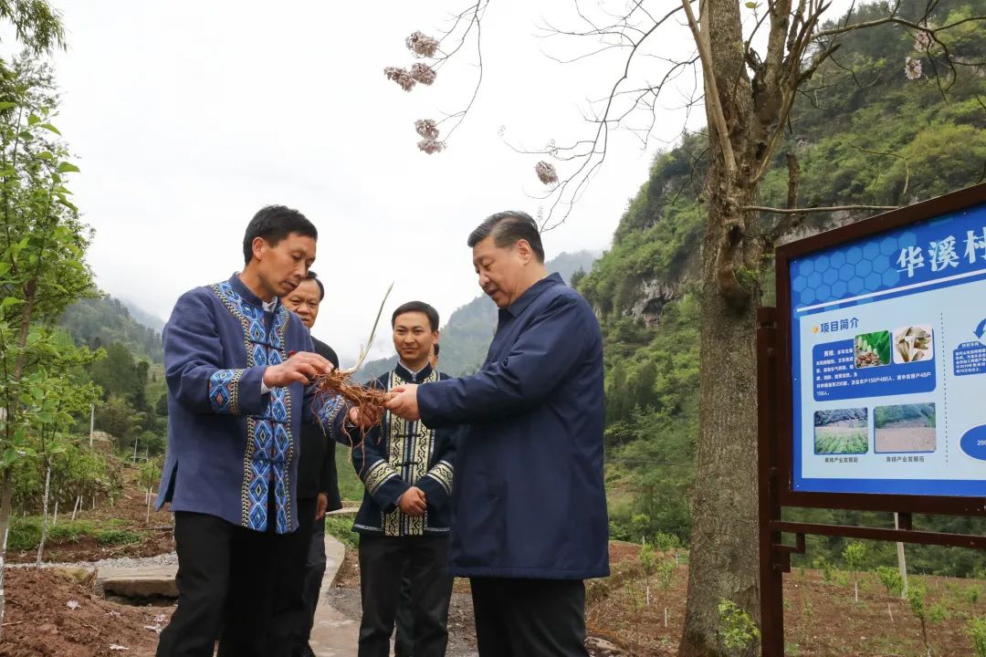 2019年4月15日，習(xí)近平在重慶華溪村考察特色經(jīng)濟(jì)作物帶動(dòng)村民脫貧的情況。新華社記者 鞠鵬 攝