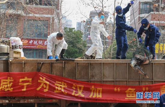 3月13日，一批運(yùn)到湖北省武漢市硚口區(qū)華生漢口城市廣場社區(qū)的活魚在卸貨。當(dāng)日，首批100噸調(diào)配自咸寧市的活魚運(yùn)抵武漢市硚口區(qū)11個街道下轄社區(qū)。 新華社記者 程敏 攝